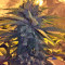 Bubble Bomb feminized seeds