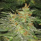 Buddha Red Dwarf Auto regular (Buddha Seeds)