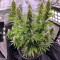 Graines de cannabis CBD Blue Shark (Barney's Farm)
