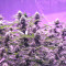 Graines de cannabis Chem Berry D regular (Dark Horse Genetics)