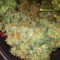 Critical feminized seeds