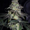 Do-Sweet-Dos (Sweet Seeds)