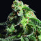 Girl Scout Cookies Seeds (Blimburn Seeds)