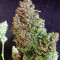 Semillas feminizadas Gorilla Z Auto (Barney’s Farm)