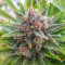 Grapefruit Auto Seeds
