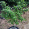 Green Crack Seeds (Cali Connection Seeds)