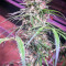 Graines de cannabis Green Haze Regular (Ace Seeds)