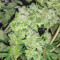 HiFi 4G feminized seeds