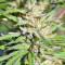 Nepal Jam regular (Ace Seeds)