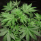 Old Dirty Biker Seeds
