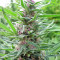 Panama Regular seeds