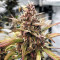 Buy Red Mandarine F1 Fast Version strain