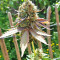 Txomango feminized seeds