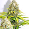 Xtreme Kush (Xtreme Seeds)