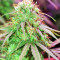 Zamaldelica feminized seeds