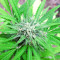 Auto White Widow CBD Seeds