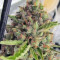 Big Bang Auto (GHS)