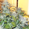 Blue Cheese Automatic strain