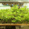 Ghost Train Haze เมล็ดพันธุ์สตรี (Seedkeepers)