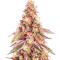 Graines féminisées de Glue Cookies (AlphaFem Seeds)