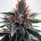 God's Glue feminized seeds (Ministry Of Cannabis)
