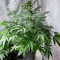Semillas feminizadas Lemon Haze Auto (Expert Seeds)