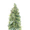 Semi femminizzati Northern Light (Kera Seeds)