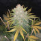 Original Auto OG Kush Seeds
