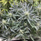 Purple Punch Auto (Herbies Seeds)