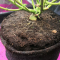 Venta de LSD Auto (Barney's Farm) | Semillas de marihuana feminizadas