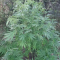 LSD Seeds - Cannabis Strain Seeds for Sale