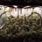 Gelato 33 | Strain information | Seeds for sale | Customer reviews