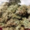 Gorilla Cookies Seeds