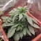 Vente de graines de cannabis LSD-25 Auto (Fast Buds)
