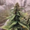 Vente de graines de cannabis LSD-25 Auto (Fast Buds)