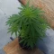 Eleven Roses Seeds (Delicious Seeds) - Cannabis Strain Seeds for Sale