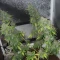 Semi di cannabis fem Gelato Auto in vendita
