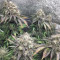 Mimosa EVO Seeds (Barney’s Farm) - Cannabis Strain Seeds for Sale