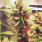 Buy Wedding Cake Auto feminized seeds by Barney's Farm