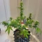 Achetez des graines féminisées Purple Juice Auto par Herbies Seeds