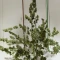 ขายเมล็ดพันธุ์ Sour Jealousy Auto