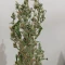 Kosher Kush 66 Autoflower feminized seeds for sale