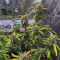 Strawberry Banana Seeds - Cannabis Strain Seeds for Sale