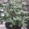 Buy Golden Lemon Haze feminized seeds by Seedstockers