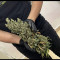 GG#4 Original Glue Seeds (Barney's Farm) - Cannabis Strain Seeds for Sale