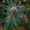 Peyote Critical (Barney's Farm) Cannabis-Samen zu verkaufen