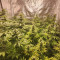 OG Kush Seeds - Cannabis Strain Seeds for Sale