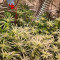 Acquista semi femminizzati Royal Gorilla di Royal Queen Seeds