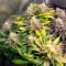 Venta de Kush 'N' Cookies CBD (Garden of Green Seeds) | Semillas de marihuana feminizadas