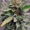 Acquista semi femminizzati Sweet Nurse Auto CBD di Sweet Seeds